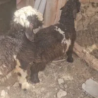 میش درجه یک