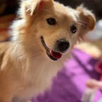 سگ واگذاری|سگ|شیراز, شاپورجان|دیوار