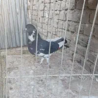 کبوتر پرشی خوب|پرنده|بافق, |دیوار