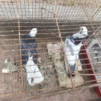 کبوتر ابلغ تیکه پاره و پرشی
