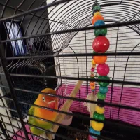 جوجه برزیلی|پرنده|بومهن, |دیوار