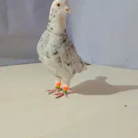 چندتا کبوتر پرشی خشگل کاشمر خلیل اباد|پرنده|خلیل آباد, |دیوار