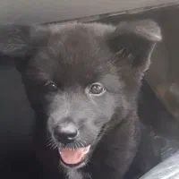 سگ آکیتا مشکی