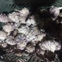 سیر محلی