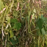 فروش یونجه