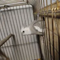 فروش عروس هلندی ۲ جفت    و    ۱ تک|پرنده|چهارباغ, |دیوار