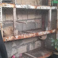 قفس|لوازم جانبی حیوانات|بندرعباس, |دیوار