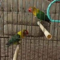 یک جفت طوطی برزیلی|پرنده|تهران, زاهد گیلانی|دیوار