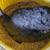 بوقلمون کرچ