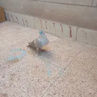 سده هفرنگ نر|پرنده|سبزوار, زینبیه|دیوار