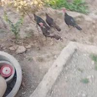 بوقلمون نر