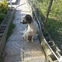 توله دورگه|سگ|کوچصفهان, |دیوار