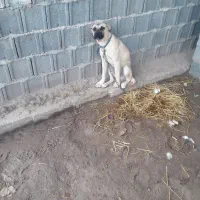 سگ سراب چهار ماهه ماده ۵۰۰ فوری|سگ|کوچصفهان, |دیوار