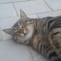 واگذاری گربه خانگی