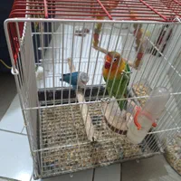 طوطی کوتوله|پرنده|اصفهان, عاشق‌آباد|دیوار