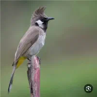 سهره خرمایی|پرنده|اصفهان, بوستان ناژوان|دیوار