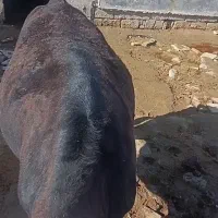 گوساله  سیمینتال چاق گوشتی