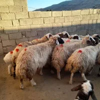 ۱۴ راس گوسفند و بره مالچه وجوان ۴ راس قوچ نمونه|حیوانات مزرعه|کوهدشت, |دیوار