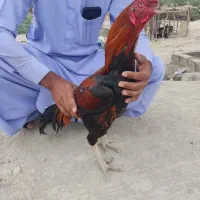 خروس تضمینی خروس مامله هم میکنم با خروس خوب