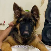 سگ ژرمن شپرد کینگ شولاین