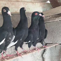 قره سوری ،دمچتری،موشی طلایی|پرنده|خورموج, |دیوار