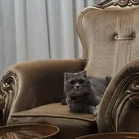 شاه پسر خاص با نژاد خاص و اخلاق فوقالعاده