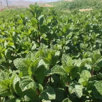 نعنا تازه  و نعنا خشک