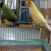 ((فنچ  گلدین ))