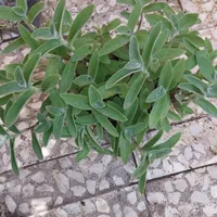زیبا کده ی گل های طبیعی|حراج|نوشهر, |دیوار