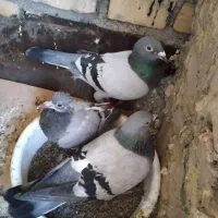 کفتر سبز پلاکی و صید