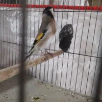 سهره ماده تازه تخت،زاده قفس نشانه دار|پرنده|الوند, |دیوار