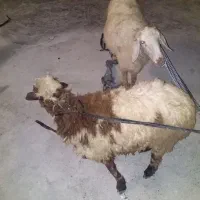 یک عدد بره و یک عدد میش