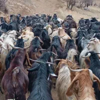 فروش دام زنده بزوتی بزومیش وشیشک چاق فلک الدین|حیوانات مزرعه|خرم‌آباد, |دیوار