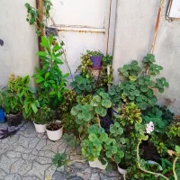 گل و گیاه طبیعی|گل و گیاه طبیعی|یاسوج, |دیوار