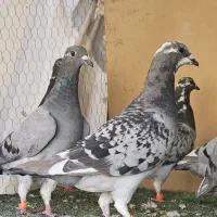 کفتر جوجه پلاکی مسافتی