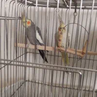 عروس هلندی