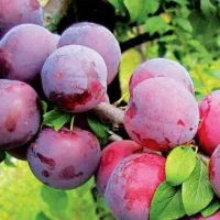 عرضه و تولید نهال