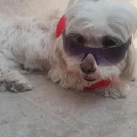 شیتزو تریر ماده