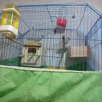 فنج|پرنده|خرمشهر, |دیوار