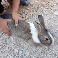 خرگوش