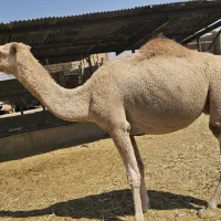 فروش شتر ریز درشت تماس بگیرید|حیوانات مزرعه|شیراز, علی آباد|دیوار