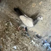 همه سالم و سرحال|پرنده|پیر بکران, |دیوار