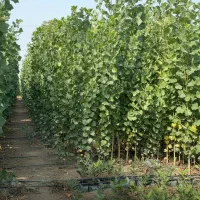 صنـوبر بکار سود بی‌نهایت ببر هدیه ویژه خرید امروز|خدمات باغبانی و درختکاری|تبریز, |دیوار