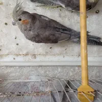 ماده ب همراه جوجه