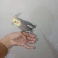 گمشده|حیوانات|سبزوار, گلشن|دیوار