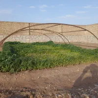 نهال گوجه