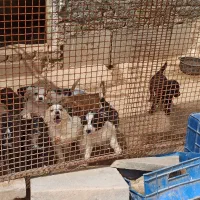 کچو سگ خراسانی درجه یک نگهبان