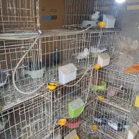 قفس جوجه گیری ۷۵ سانتی