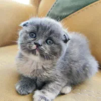 واگذاری بچه گربه های ن ژ ا د د ا ر