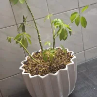 گل زاموفولیا و گل بونسای شفلرا|گل و گیاه طبیعی|مشهد, پروین اعتصامی|دیوار